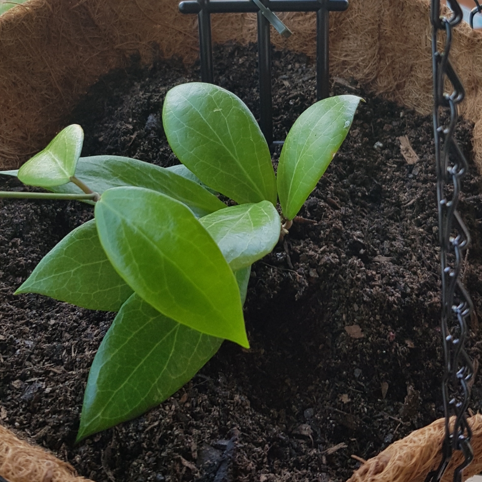 Hoya Camphorifolia in the GardenTags plant encyclopedia