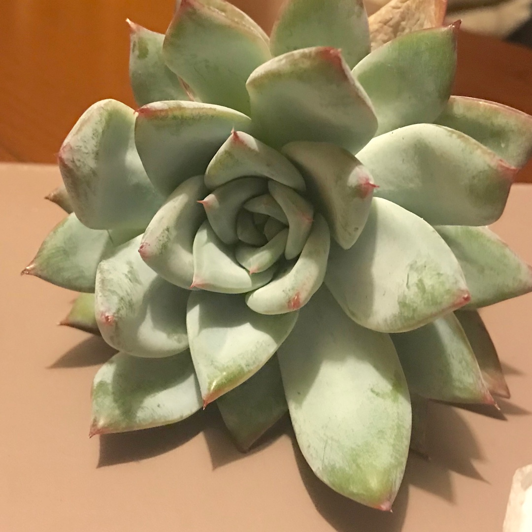 Echeveria Mexican Blush in the GardenTags plant encyclopedia