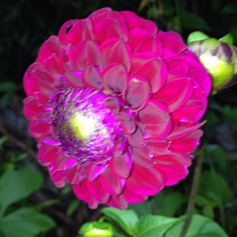 Dahlia Babette (Decorative) in the GardenTags plant encyclopedia