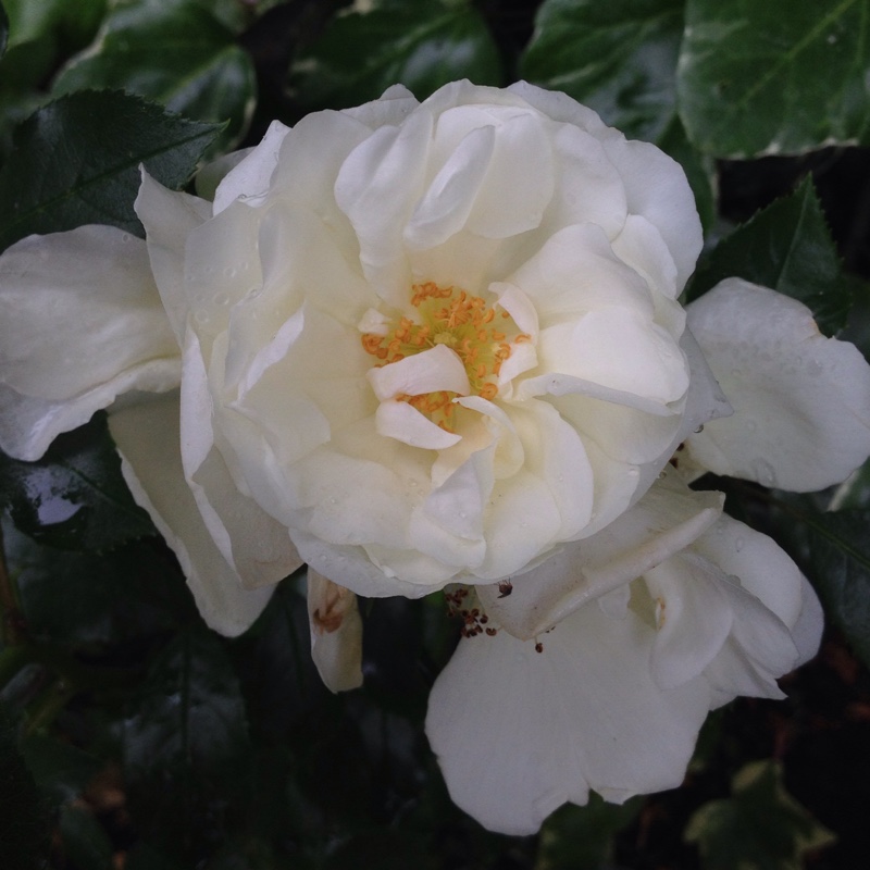 Rose Flower carpet white in the GardenTags plant encyclopedia