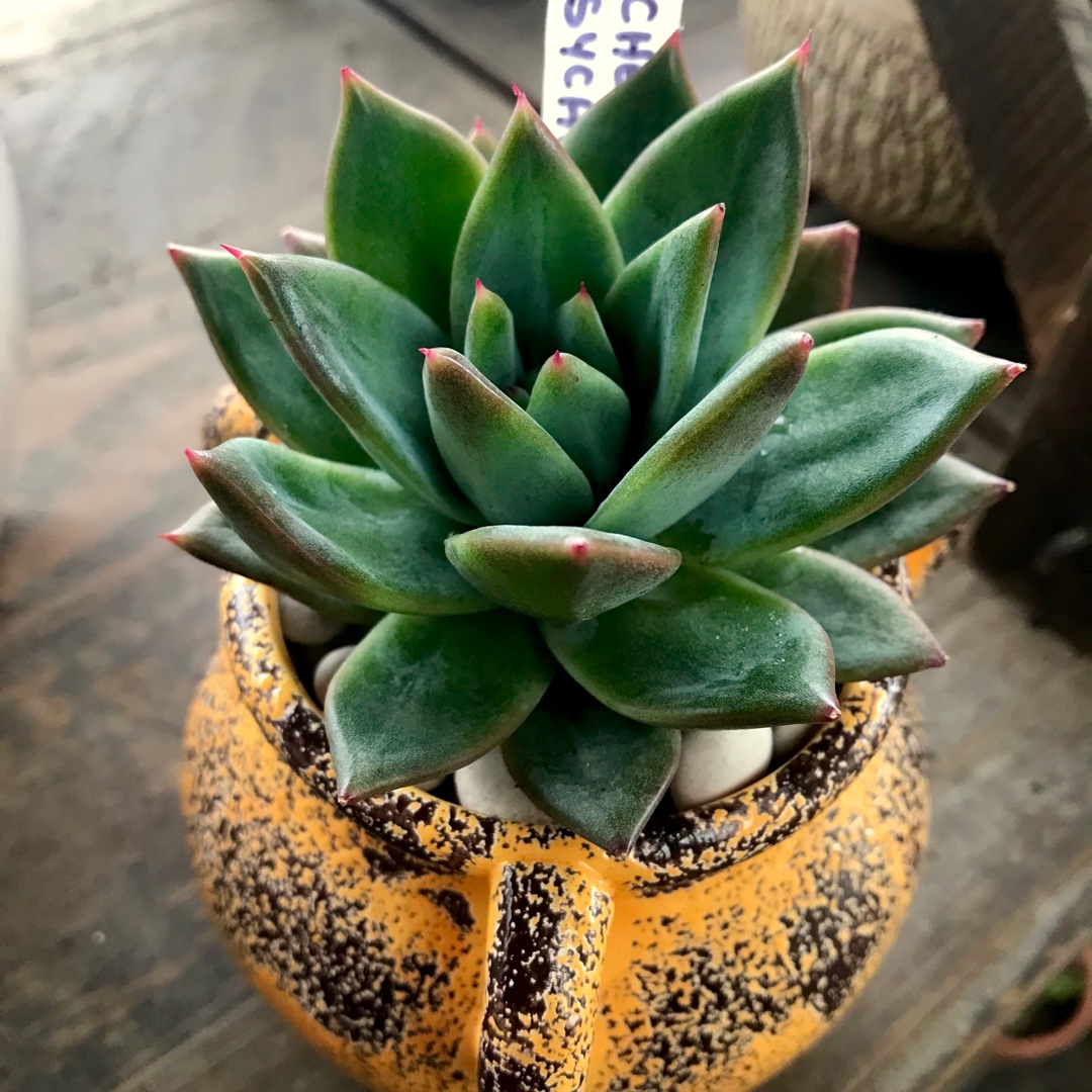 Echeveria Psyche in the GardenTags plant encyclopedia