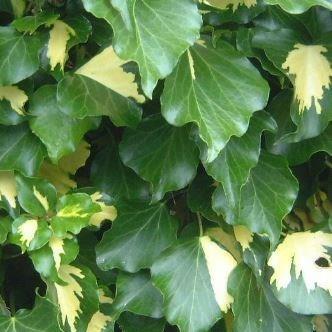 Common Ivy Goldheart in the GardenTags plant encyclopedia