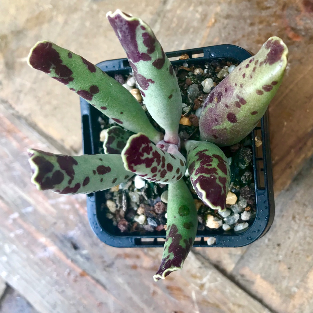 Adromischus Cooperi v. Festivus in the GardenTags plant encyclopedia