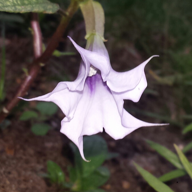 Jimsonweed La Fleur Lilac in the GardenTags plant encyclopedia