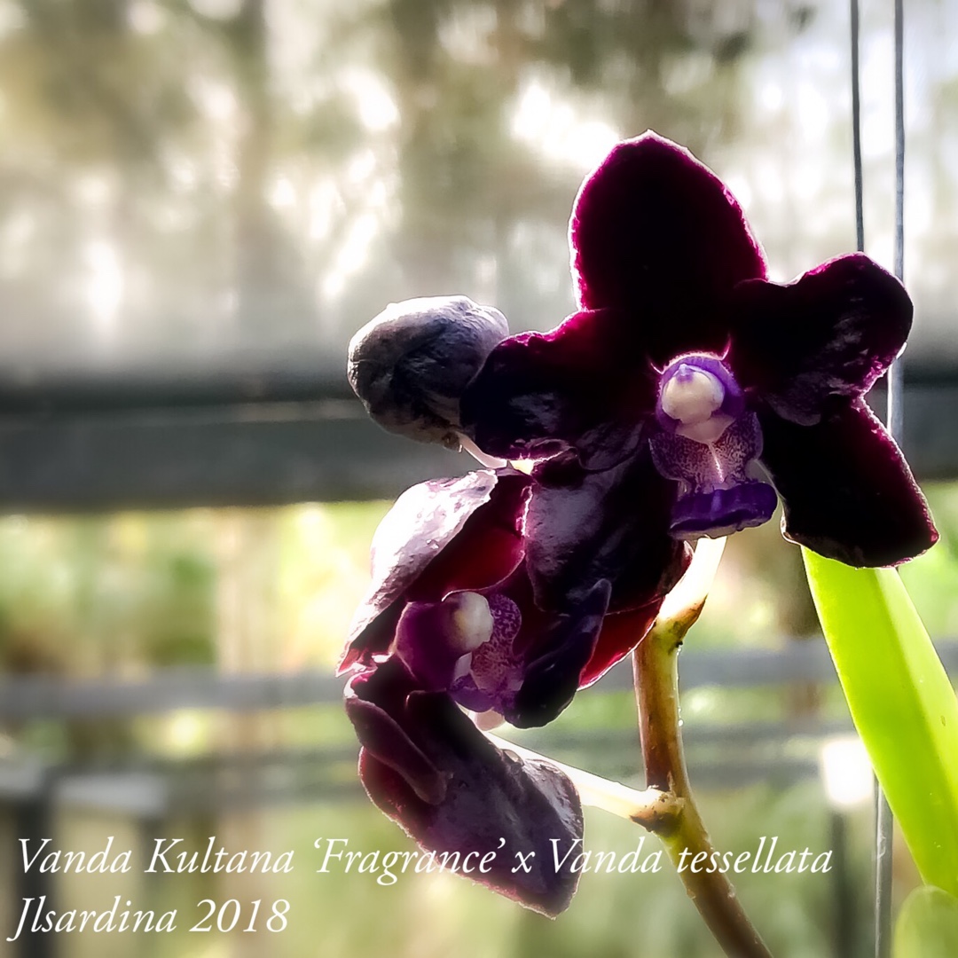 Vanda Kultana Fragrance x Vanda tessellata in the GardenTags plant encyclopedia