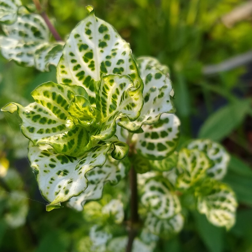 Chinese Violet Youre So Vein in the GardenTags plant encyclopedia