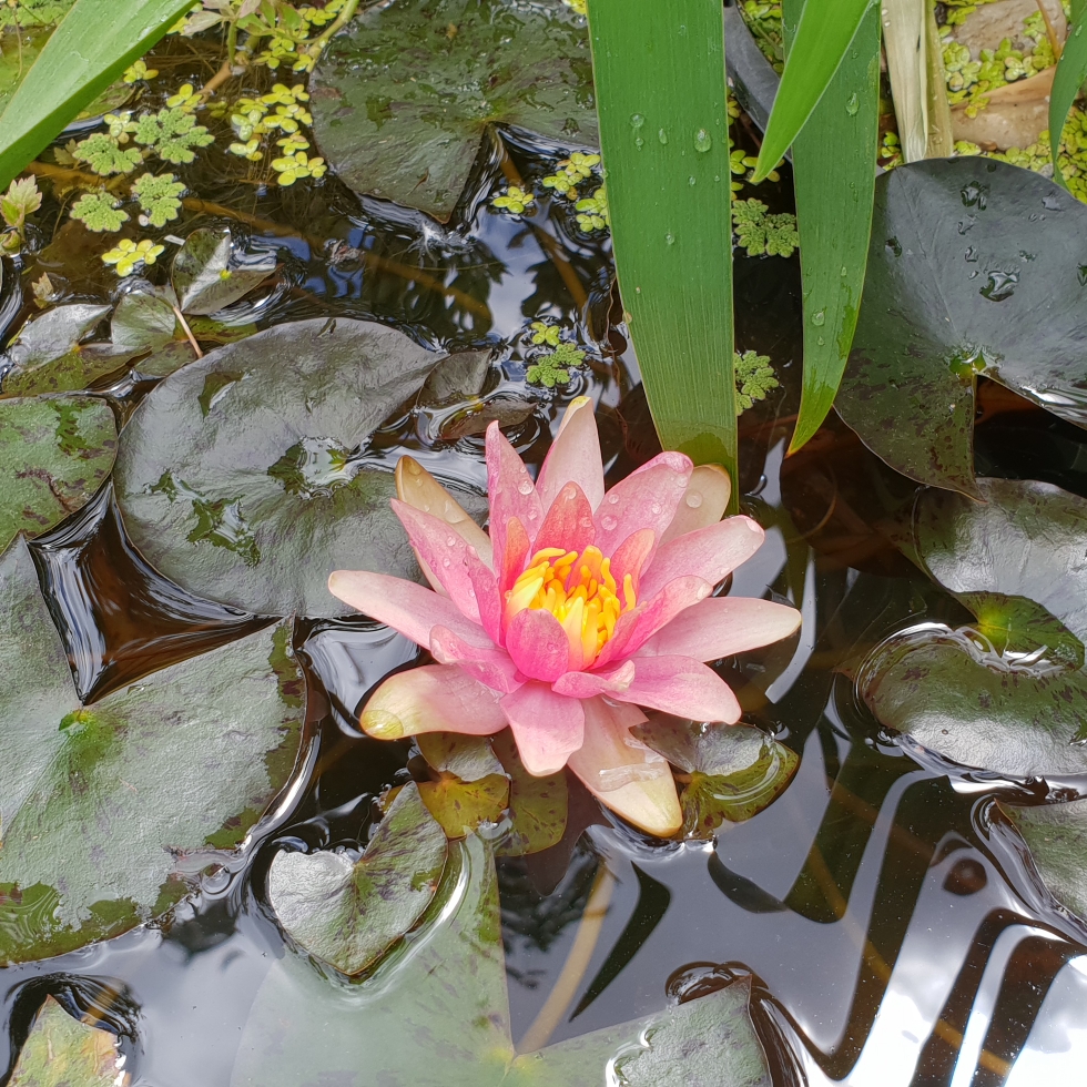 Water Lily Little Sue in the GardenTags plant encyclopedia