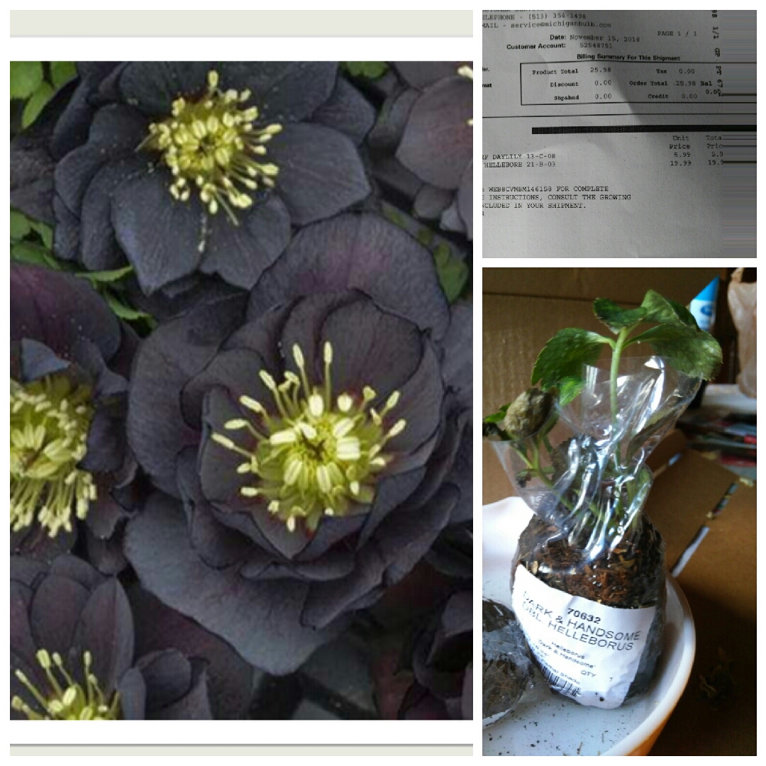 Hellebore Dark And Handsome in the GardenTags plant encyclopedia