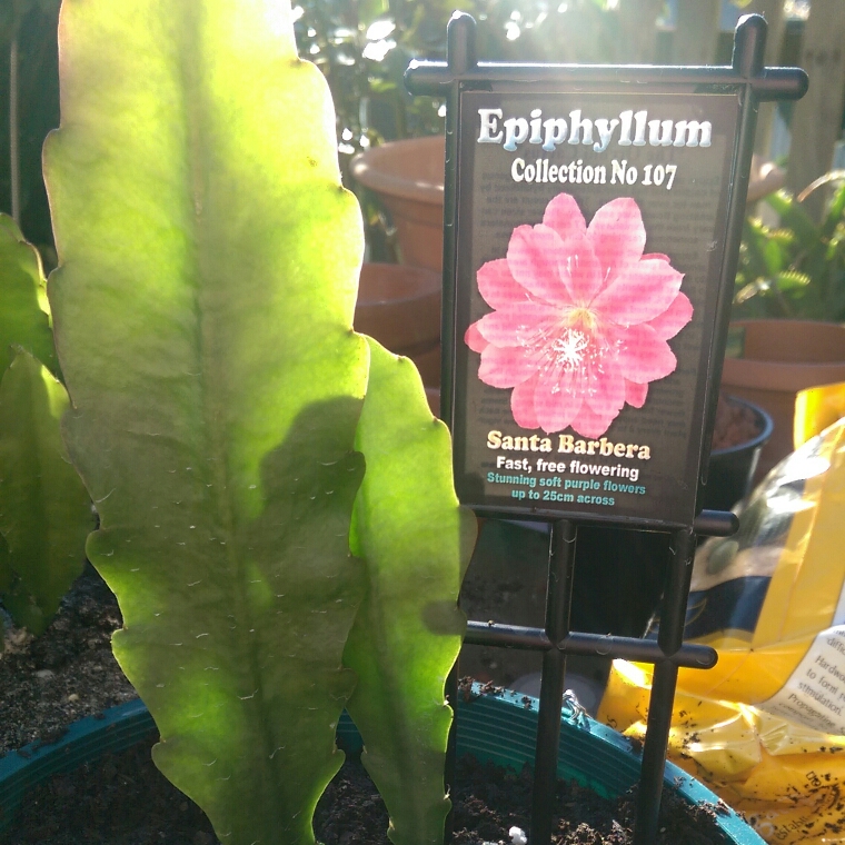 Epiphyllum Santa Barbera in the GardenTags plant encyclopedia