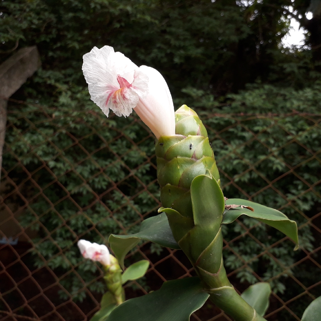 Spiked Spiralflag Ginger in the GardenTags plant encyclopedia