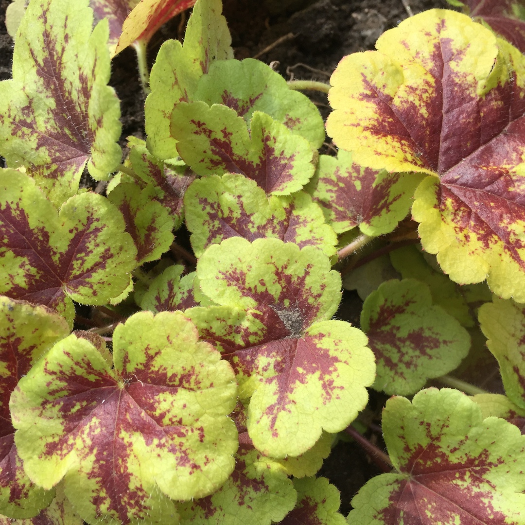 Foamy Bells Mojito in the GardenTags plant encyclopedia