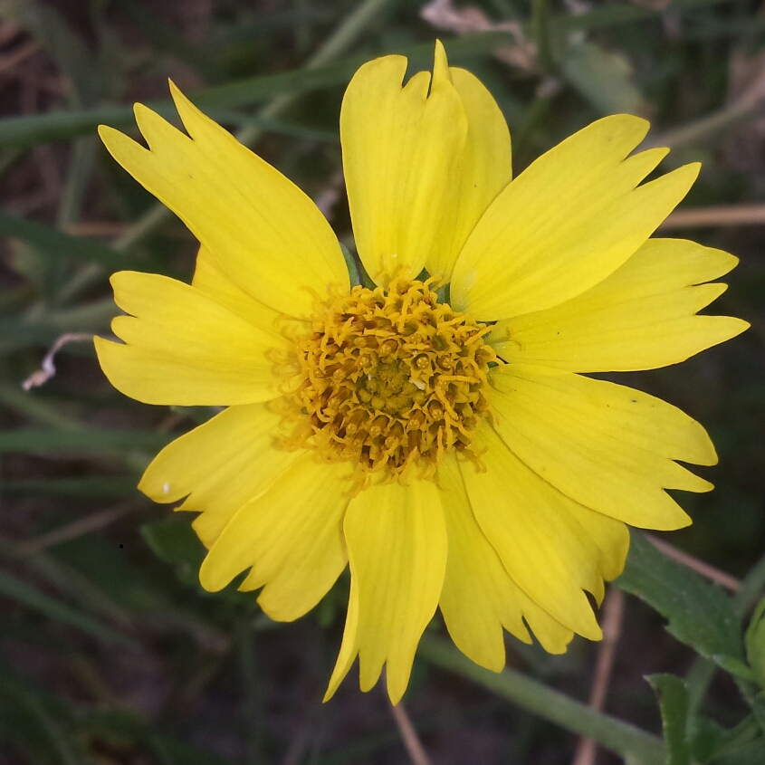 Golden Crownbeard in the GardenTags plant encyclopedia