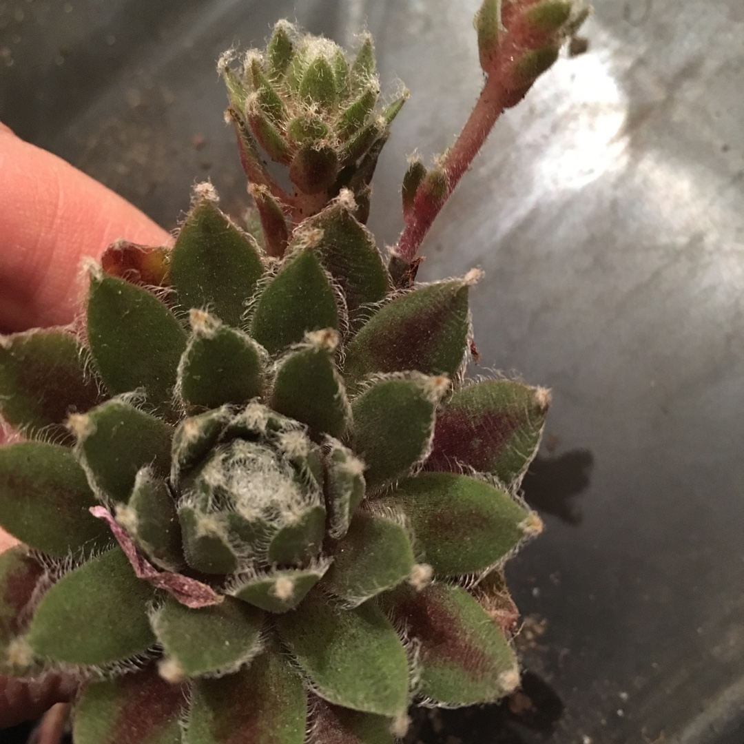 Sempervivum Arachnoideum Rubin in the GardenTags plant encyclopedia