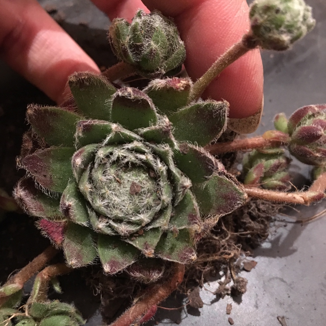 Sempervivum Winter Beauty in the GardenTags plant encyclopedia