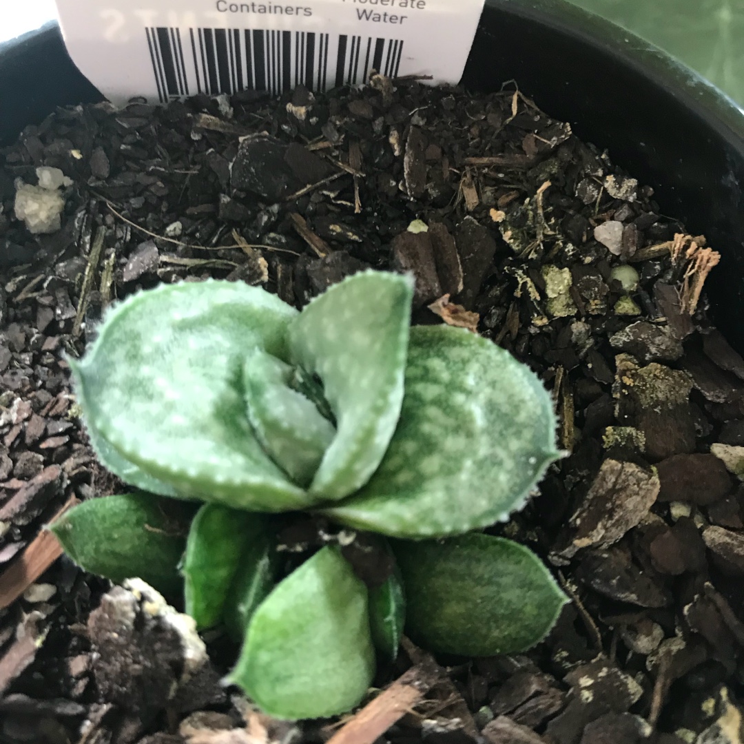 Gasteraloe Silver Swirls in the GardenTags plant encyclopedia