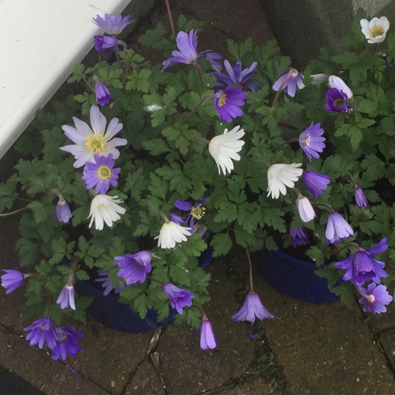 Anemone in the GardenTags plant encyclopedia