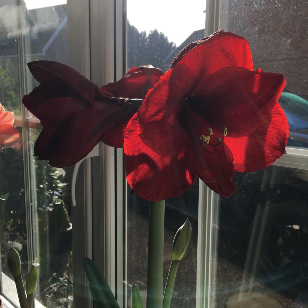 Hippeastrum Benfica in the GardenTags plant encyclopedia