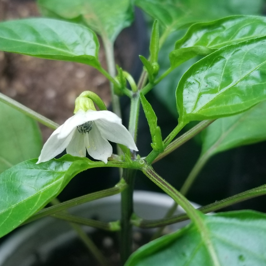 Corbaci Pepper in the GardenTags plant encyclopedia