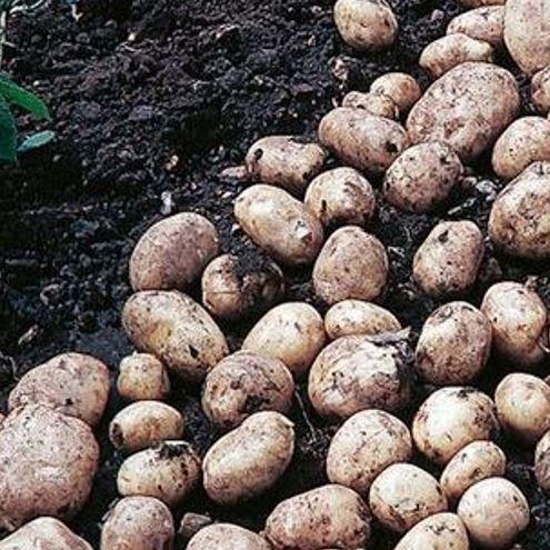 Potato Foremost in the GardenTags plant encyclopedia