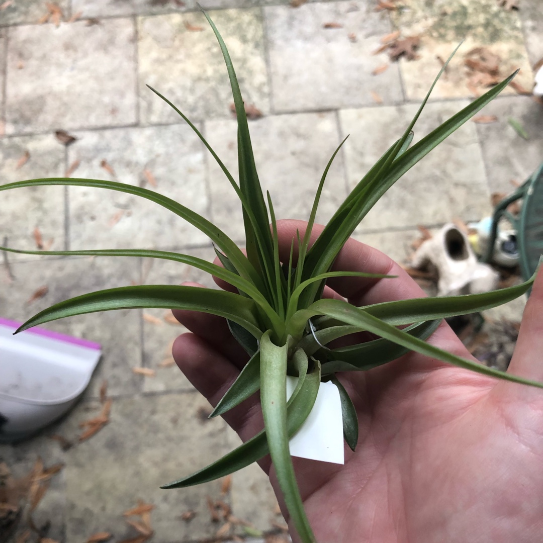 Airplant (Species) Tillandsia brachycaulos in the GardenTags plant encyclopedia