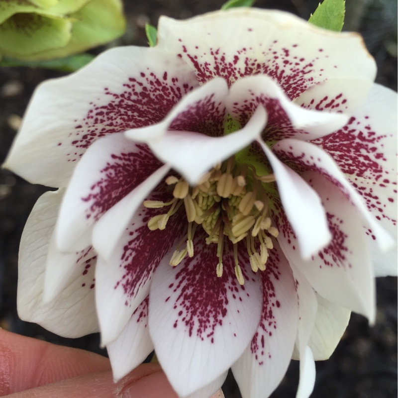 Hellebore Harvington Double White Speckled in the GardenTags plant encyclopedia