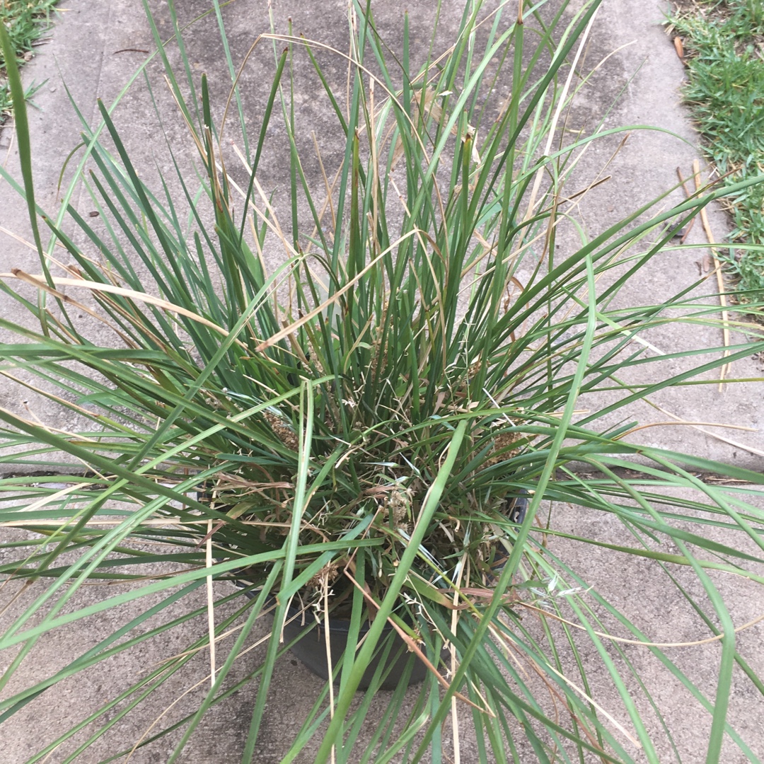 Mat Rush in the GardenTags plant encyclopedia