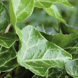 English ivy Thorndale in the GardenTags plant encyclopedia