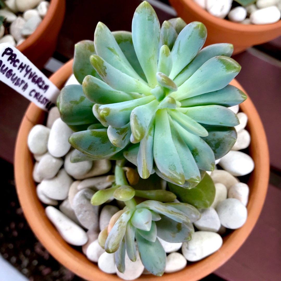 Pachyveria Augusta Crested Form in the GardenTags plant encyclopedia