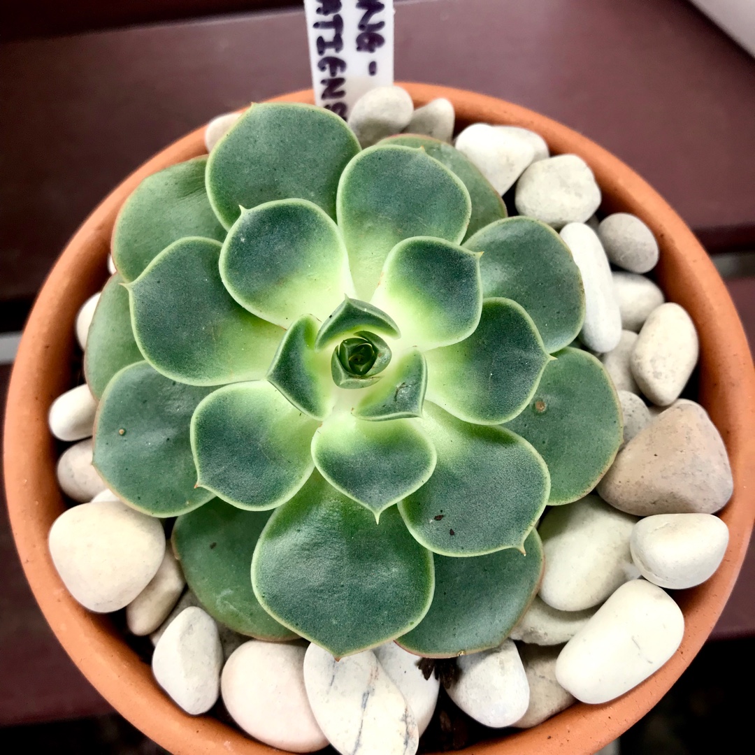 Echeveria Longissima Aztatlensis in the GardenTags plant encyclopedia