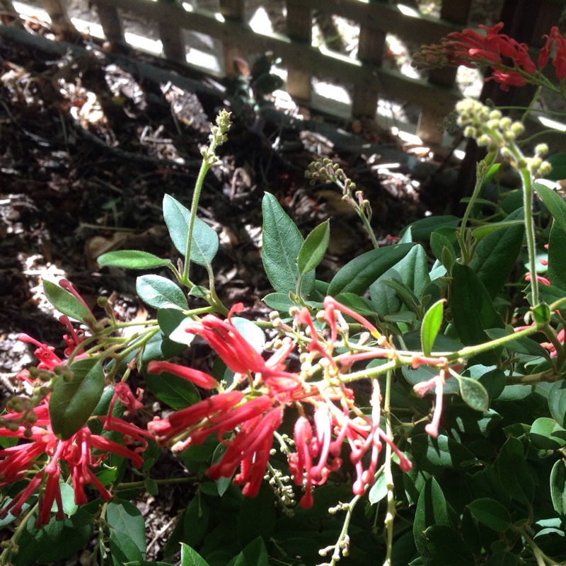 Deua grevillea in the GardenTags plant encyclopedia