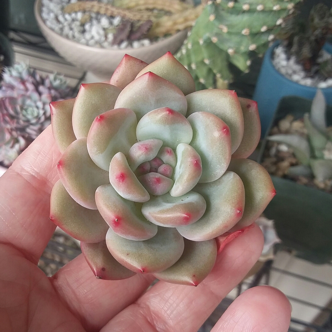 Echeveria Ariel in the GardenTags plant encyclopedia