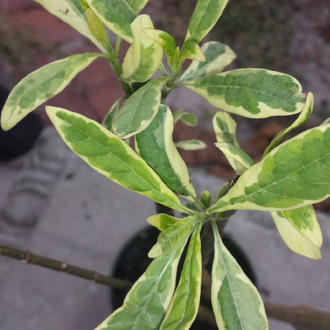 Tropical Milkweed Charlottes Blush in the GardenTags plant encyclopedia