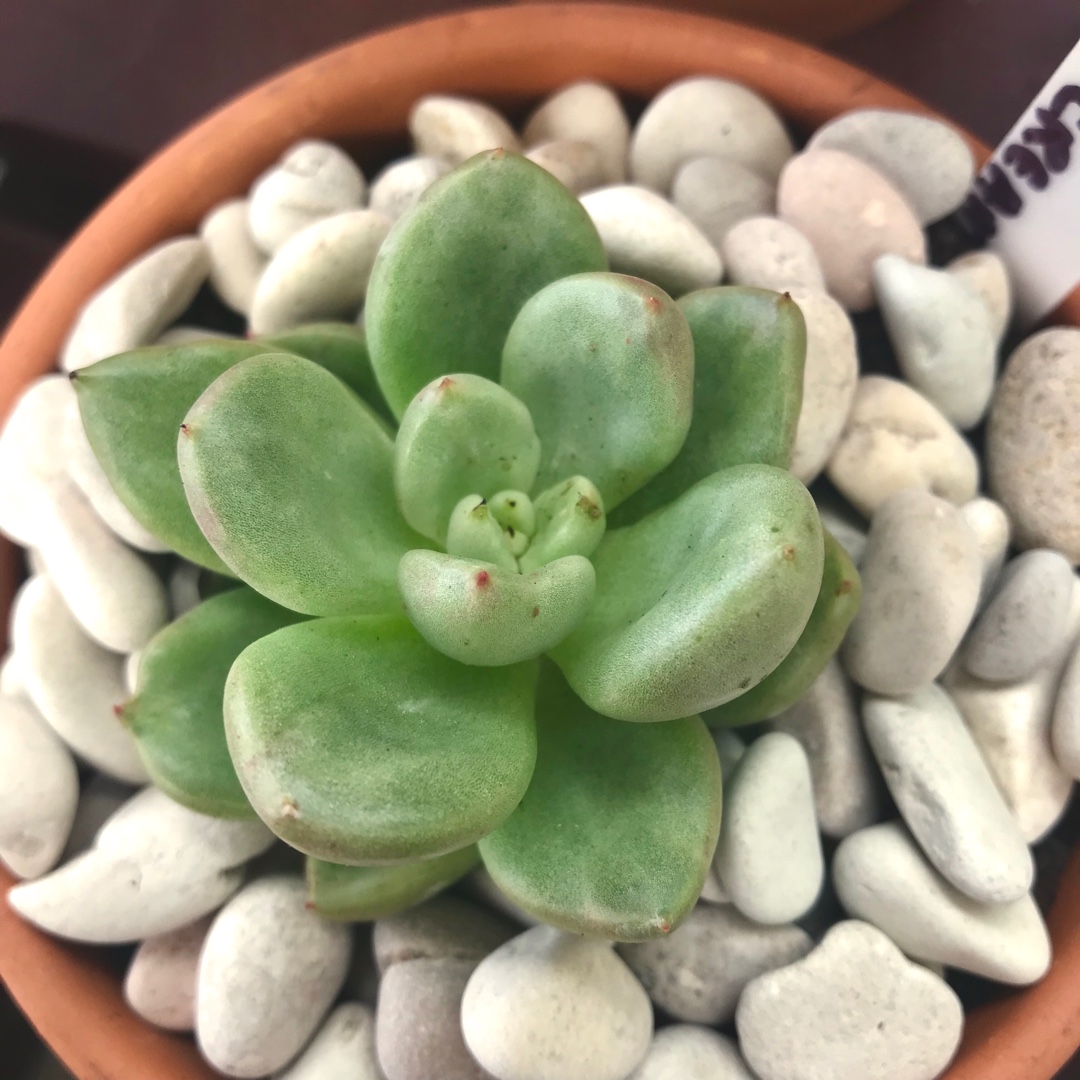 Echeveria Avocado Cream in the GardenTags plant encyclopedia