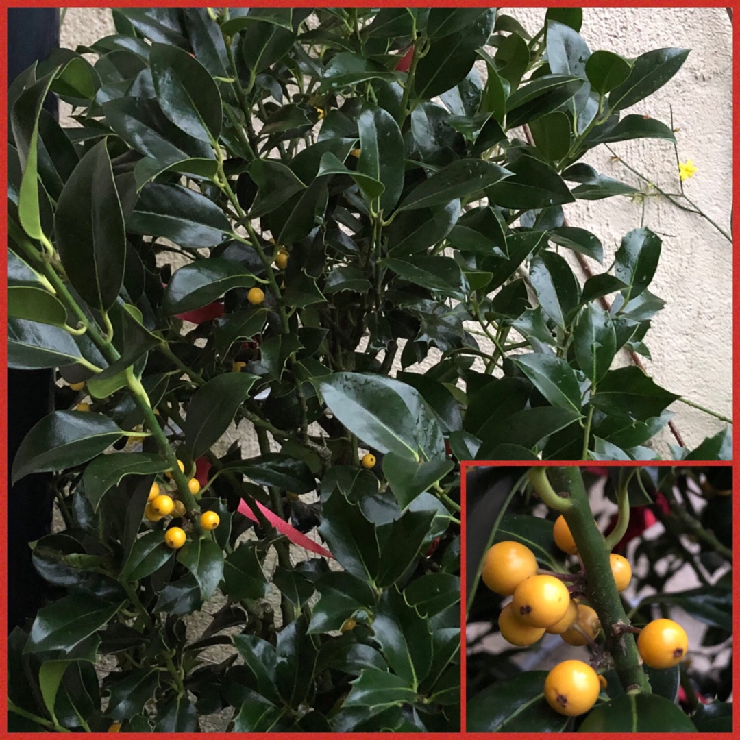 Common Holly Bacciflava in the GardenTags plant encyclopedia