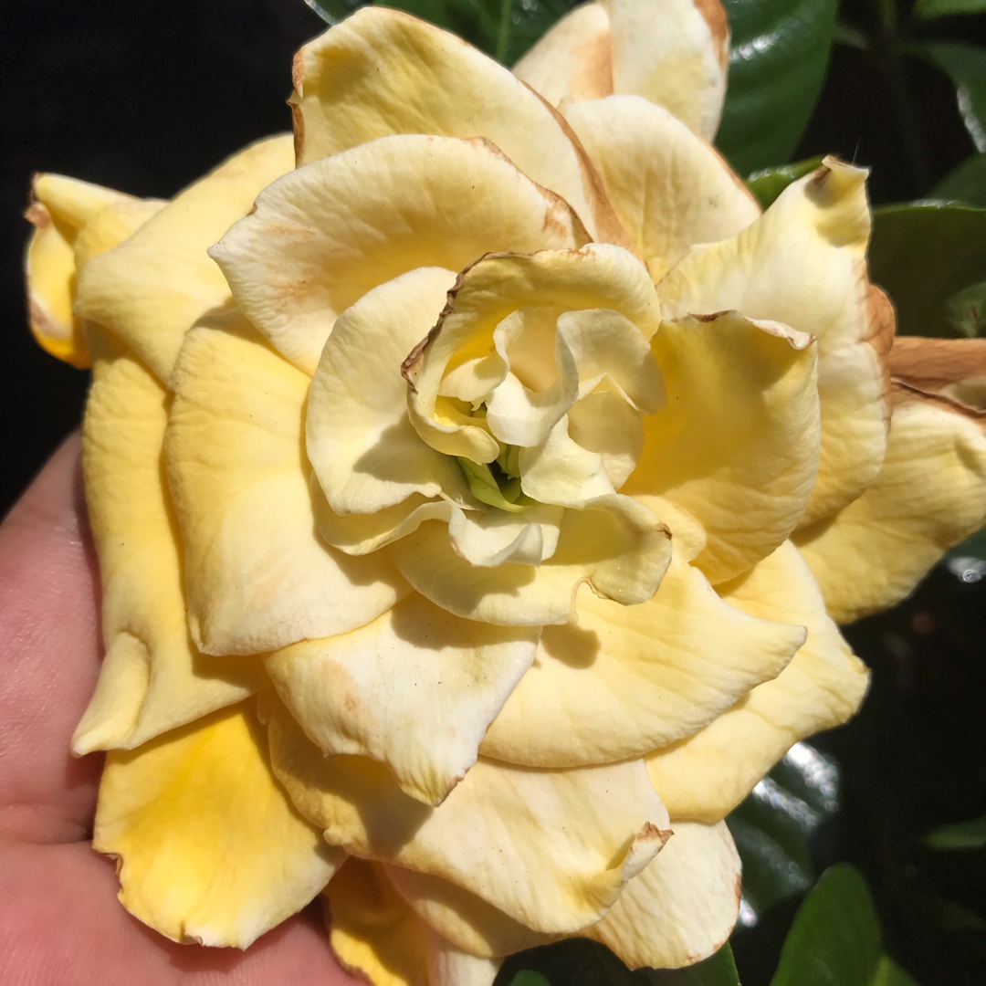 Gardenia ‘Golden Magic in the GardenTags plant encyclopedia