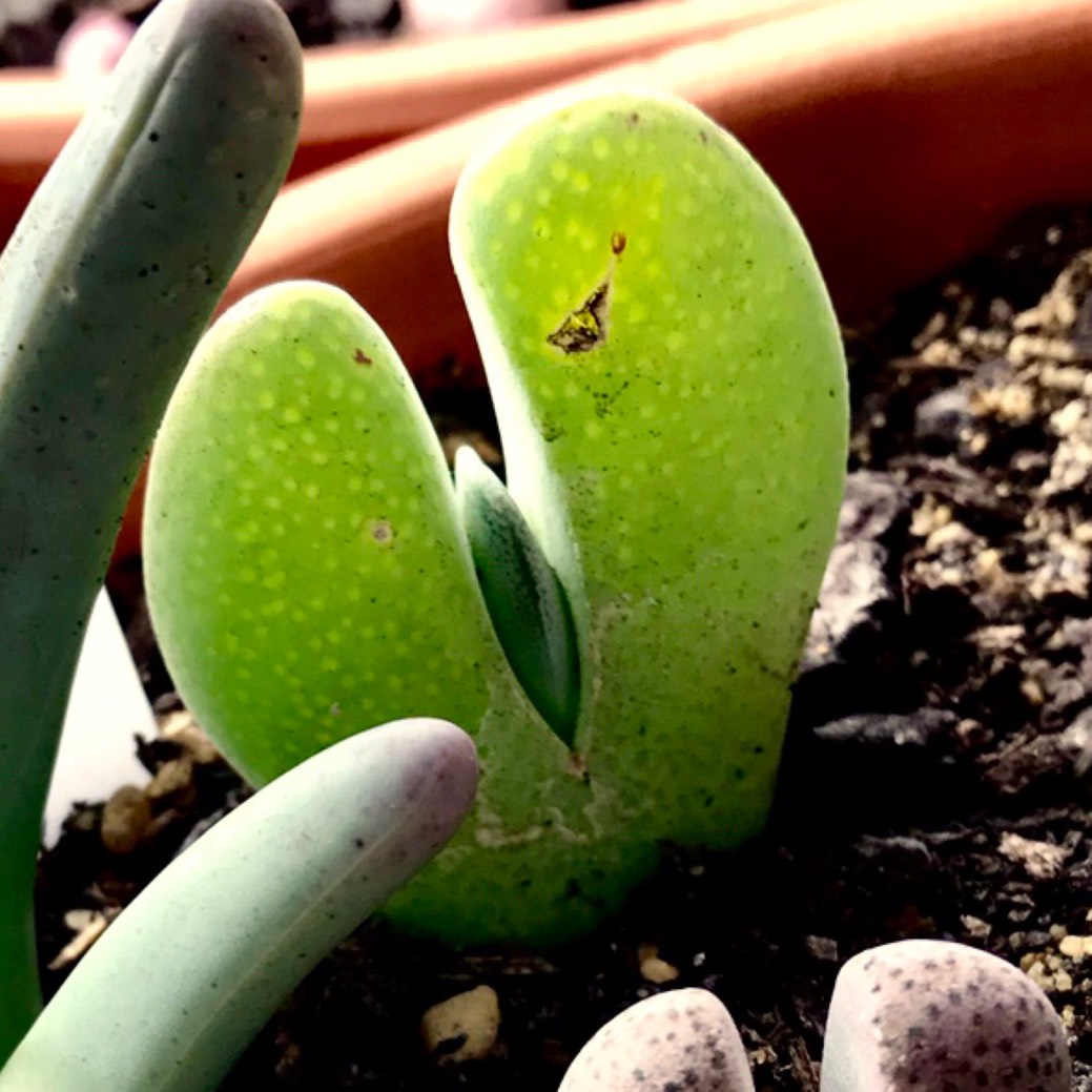 Cheiridopsis Happy Whale Plant in the GardenTags plant encyclopedia