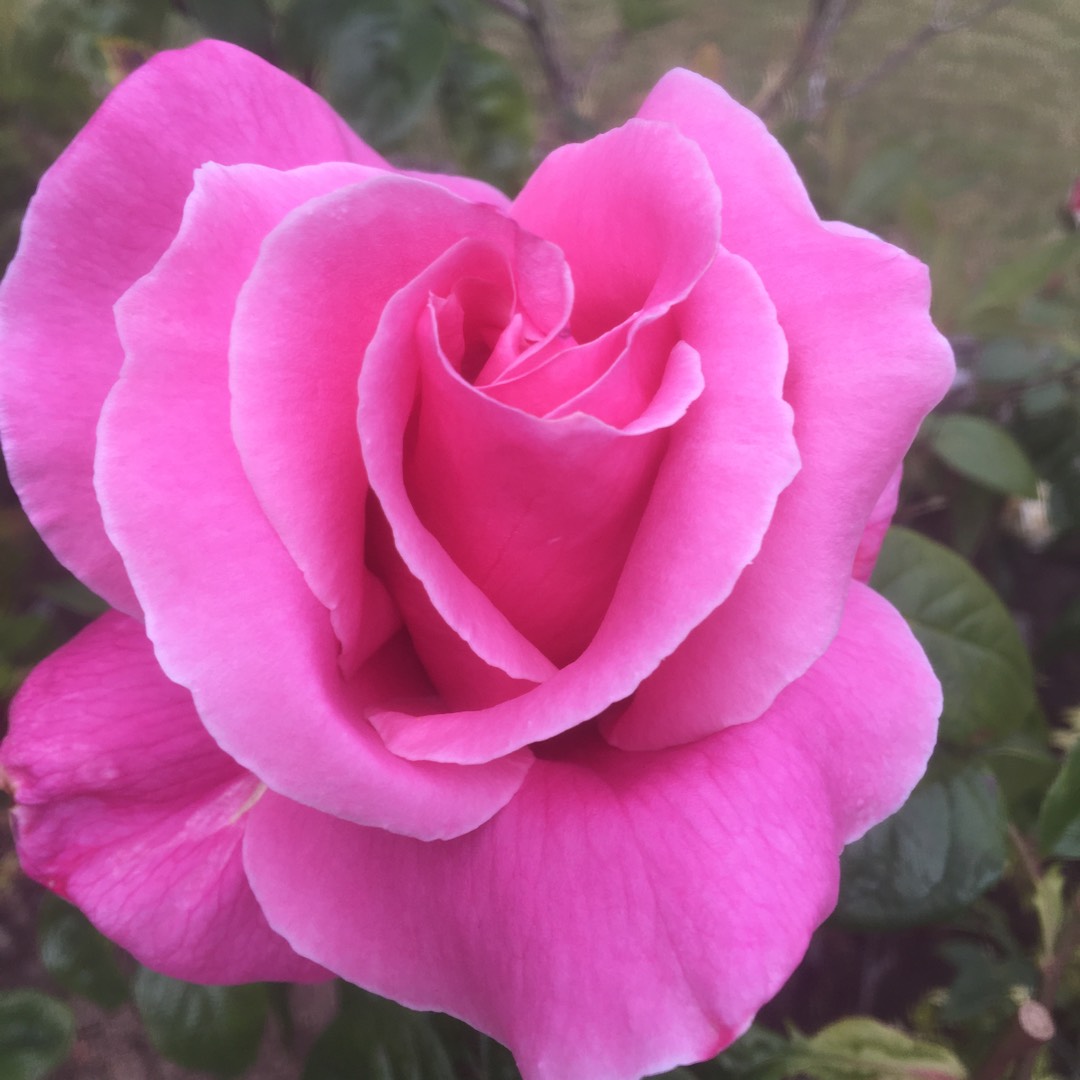 Rose Carefree Beauty (Shrub) in the GardenTags plant encyclopedia