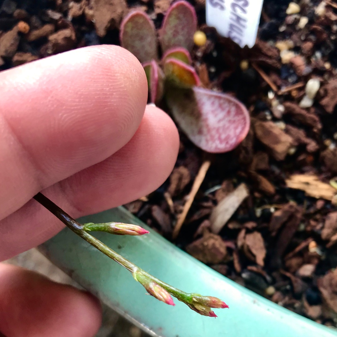 Adromischus Hemisphaericus in the GardenTags plant encyclopedia