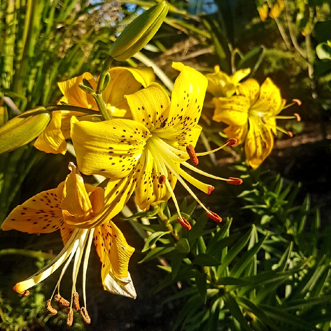 Lily Sun Ray (Asiatic) in the GardenTags plant encyclopedia