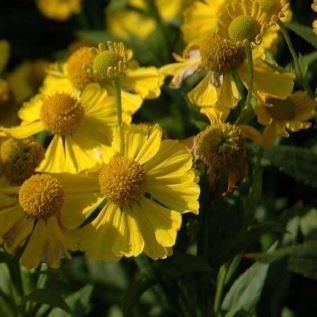 Sneezeweed Sunny spice in the GardenTags plant encyclopedia