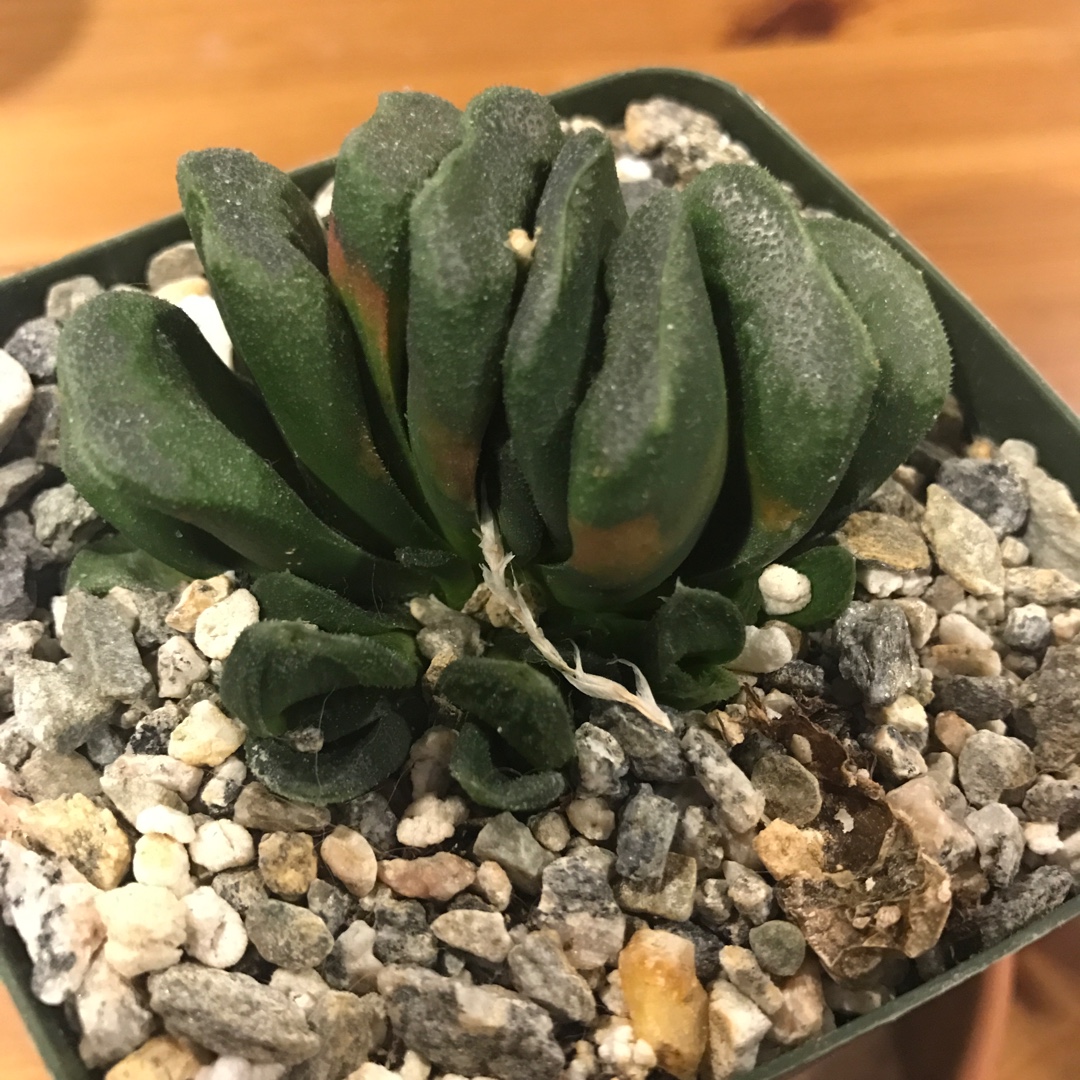 Haworthia Maughanii x Truncata in the GardenTags plant encyclopedia