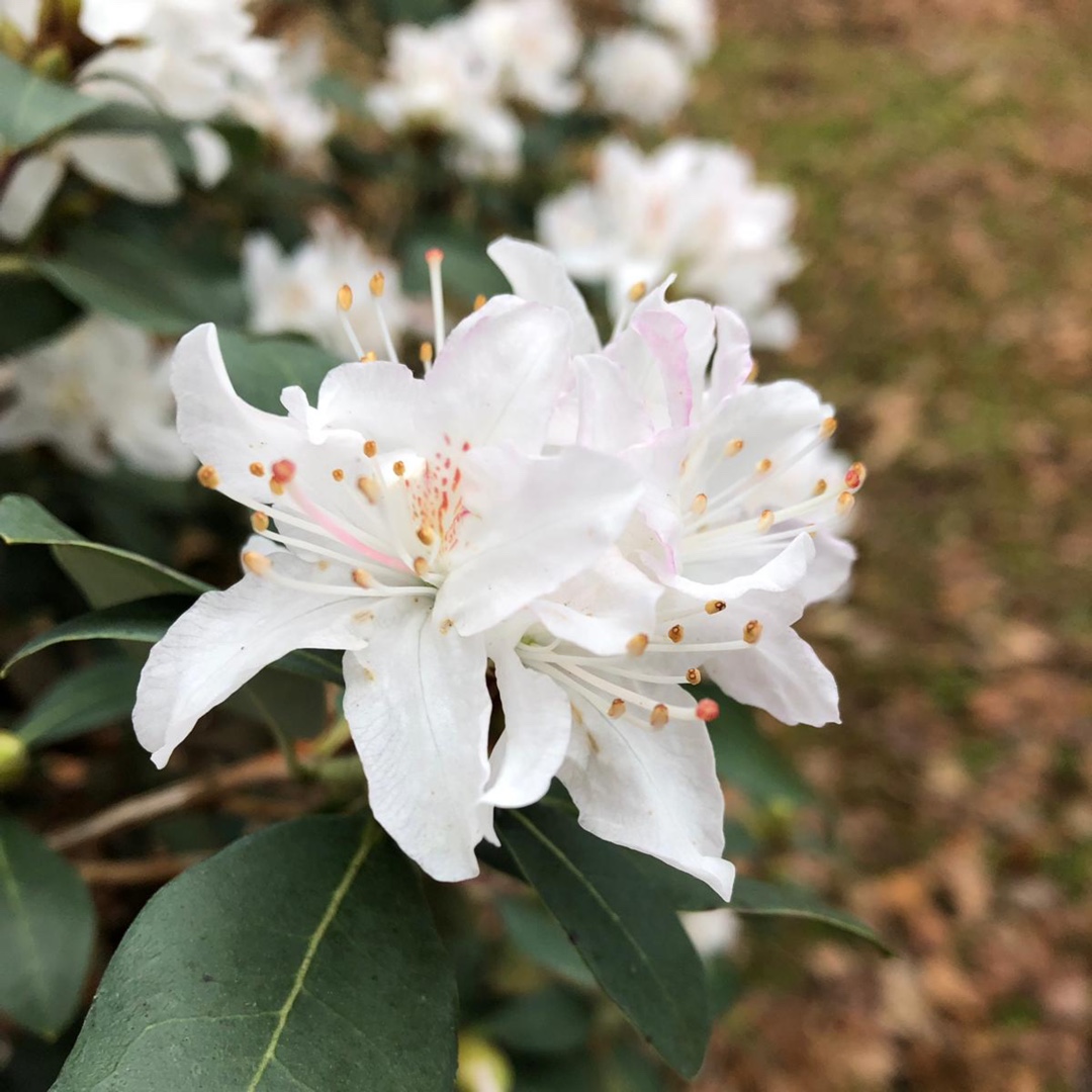 Rhododendron Album in the GardenTags plant encyclopedia