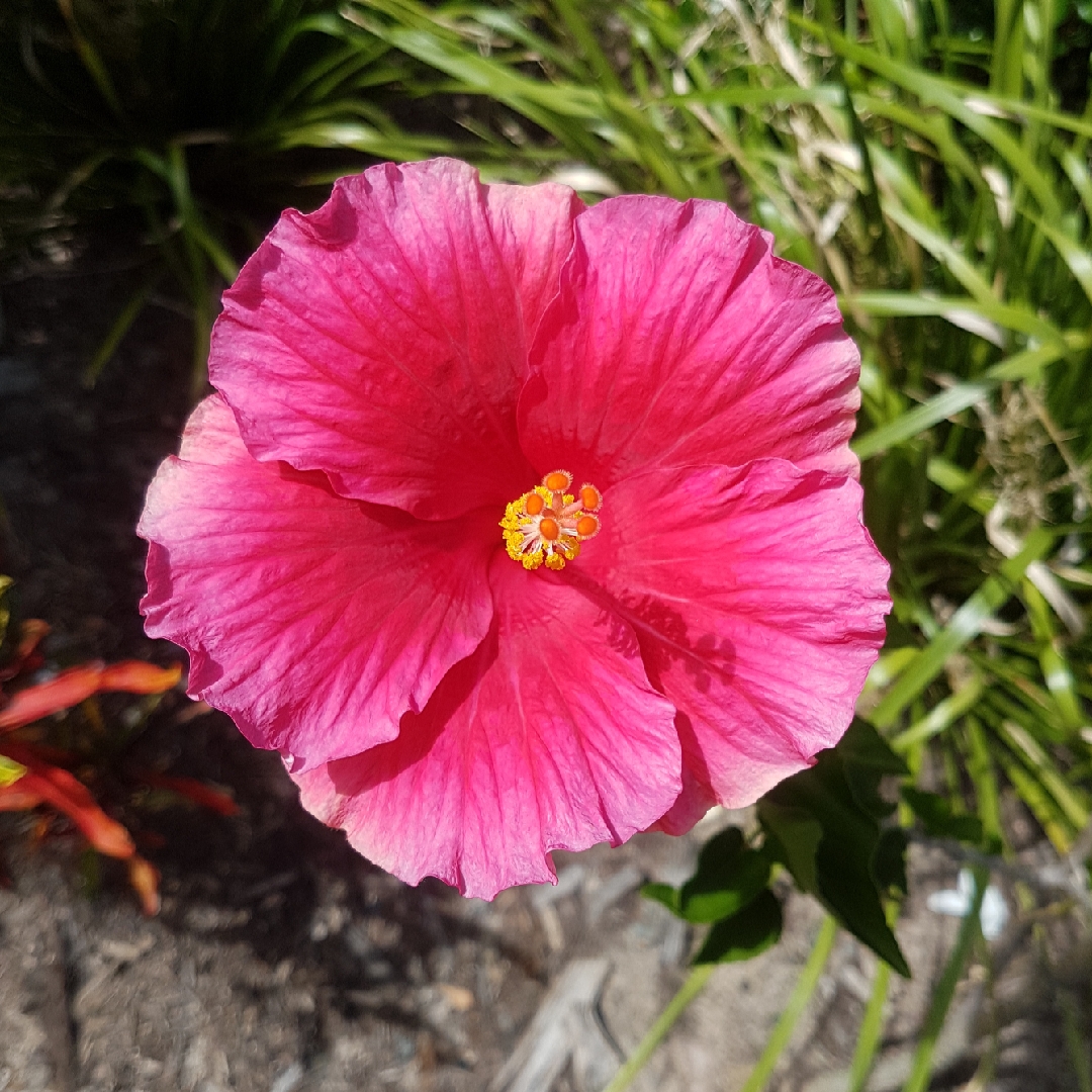 Tropical Hibiscus Red Velvet in the GardenTags plant encyclopedia