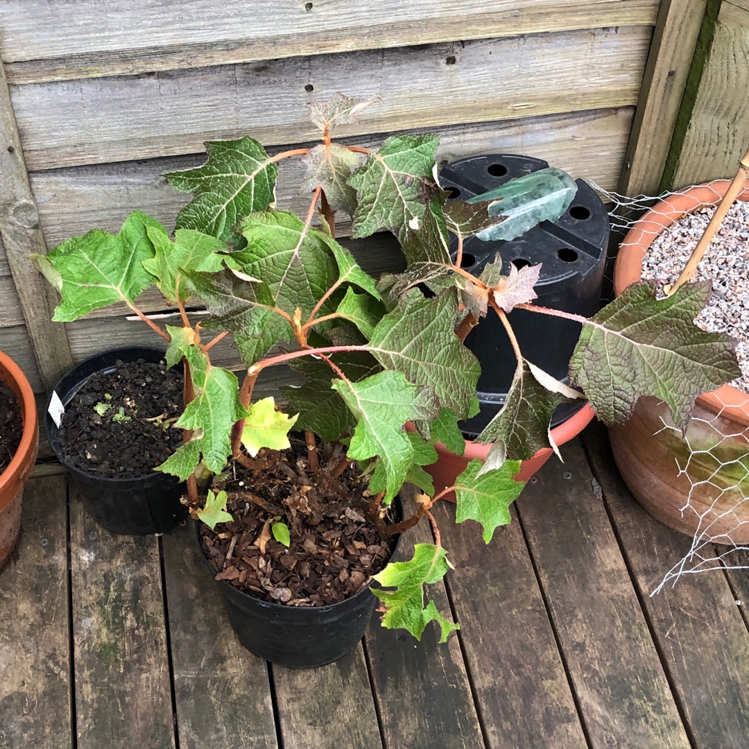 Oak-Leaf Hydrangea Munchkin in the GardenTags plant encyclopedia