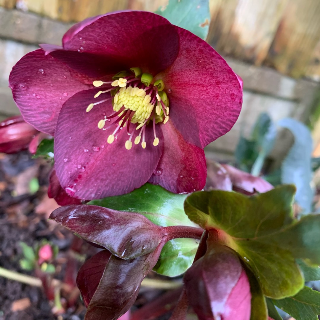 Hellebore Charmer in the GardenTags plant encyclopedia