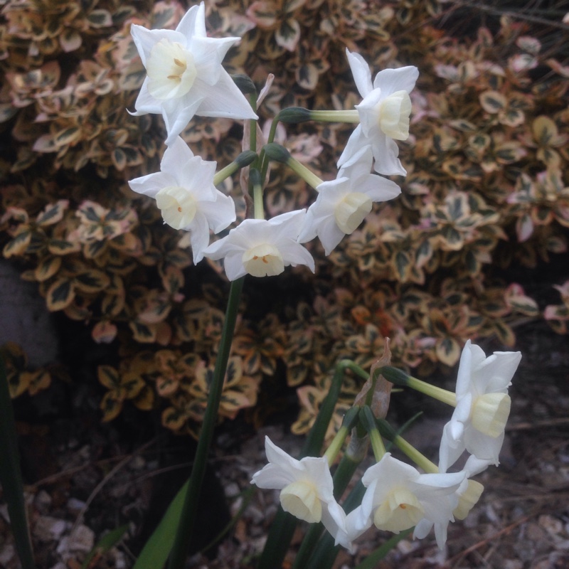 Daffodil Tresamble (Triandrus) in the GardenTags plant encyclopedia