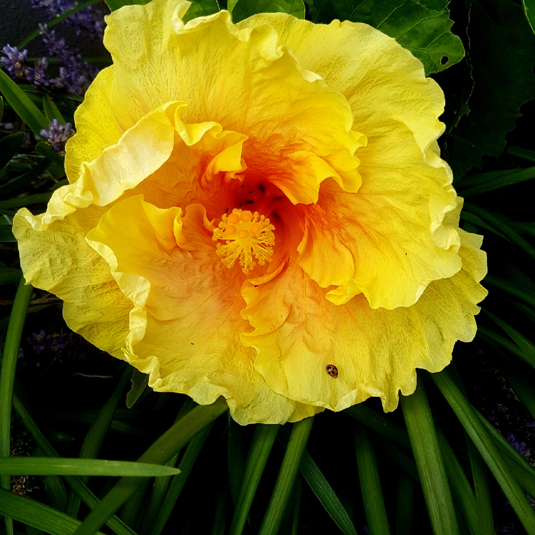 Tropical Hibiscus Bali Sunset in the GardenTags plant encyclopedia