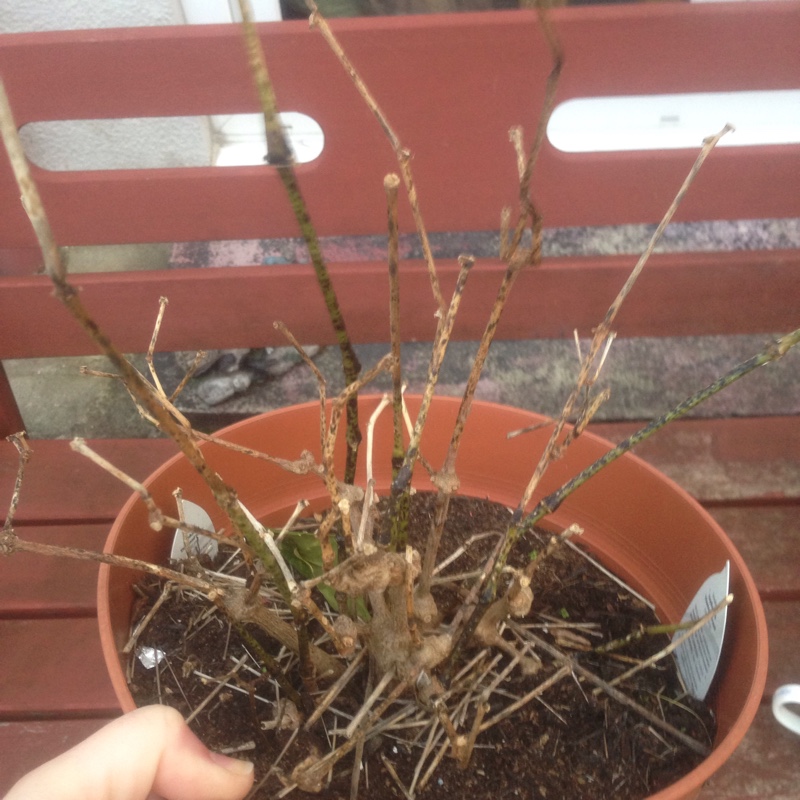 Euphorbia Diamond Frost in the GardenTags plant encyclopedia