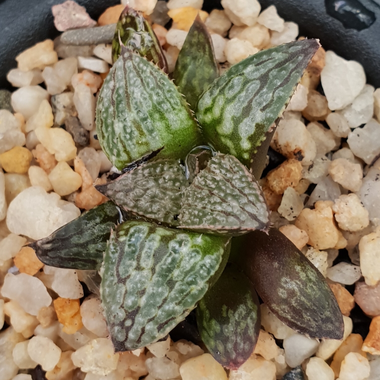 Haworthia Comptoniana Secret Lover in the GardenTags plant encyclopedia