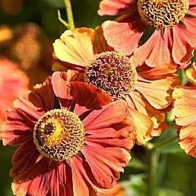 Sneezeweed Flammendes Kathchen in the GardenTags plant encyclopedia